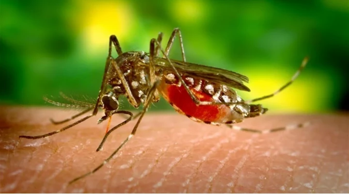 Zika vírus okozta kisfejűség: egyértelműen kimutatható magzati ultrahang vizsgálat segítségével